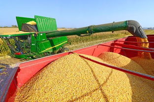 世界粮食日 粮食加工背后，那些被忽视的农机故事