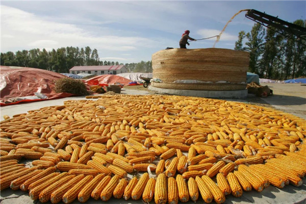 黑龙江 从粮仓到厨房，粮食加工的巨轮如何转动？
